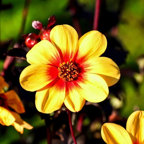 dalia-georginia-sunshine.webp