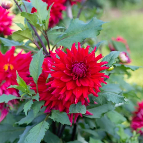 dalia-lover-boy.webp