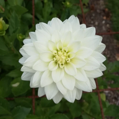 dalia-maarten-zwaan.webp