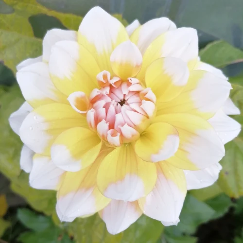 dalia-seattle.webp