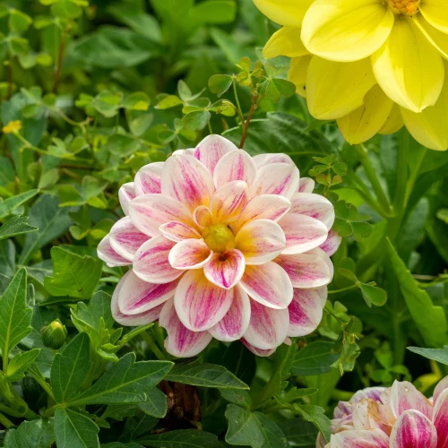 dalia-bonesta.webp