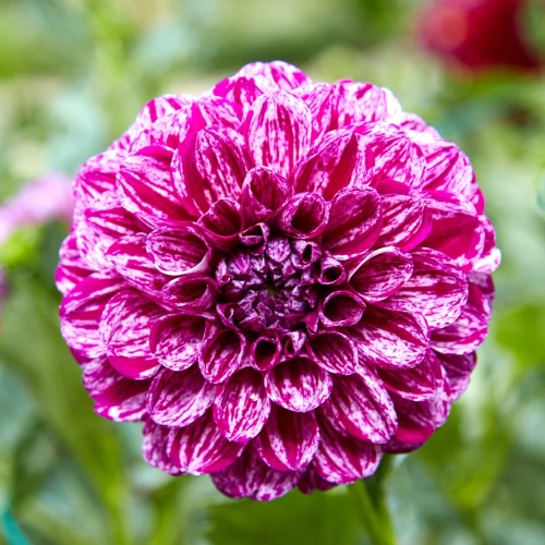 dalia-santander.webp