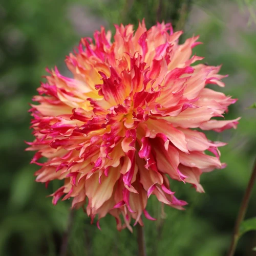dalia-myrtless-folly.webp