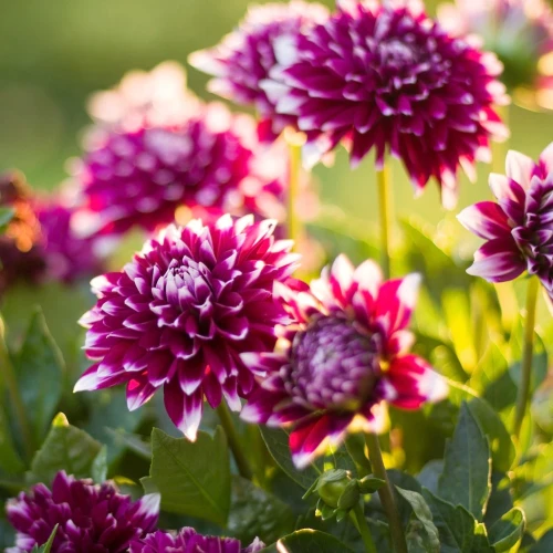 dalia-mystery-day.webp