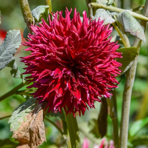 dalia-kenora-macob.webp