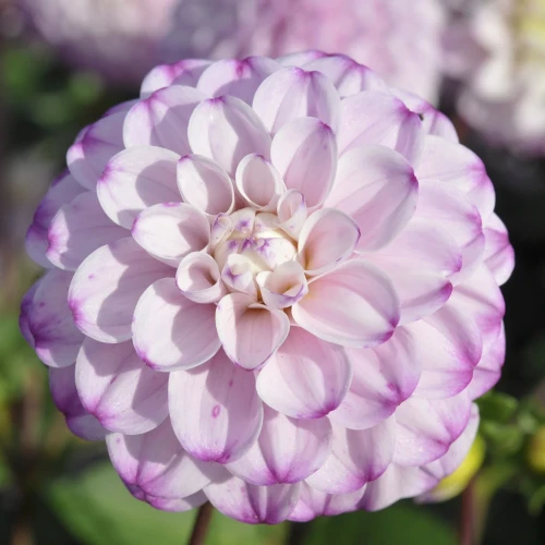 dalia-genova.webp