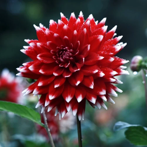dalia-double-jeu.webp