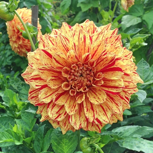 dalia-painted-madame.webp
