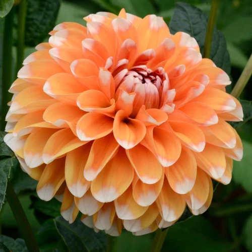 dalia-georginia-bahama-apricot.webp