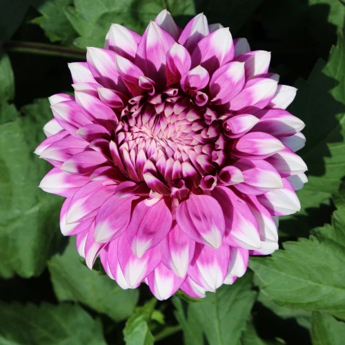 dalia-jean-marie.webp