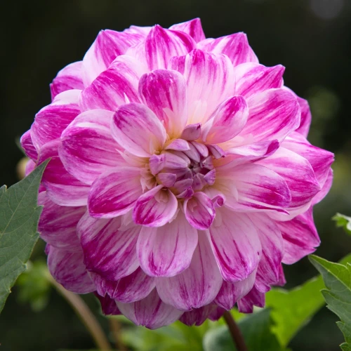 dalia-optic-illusion.webp