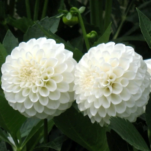 dalia-snowflake.webp