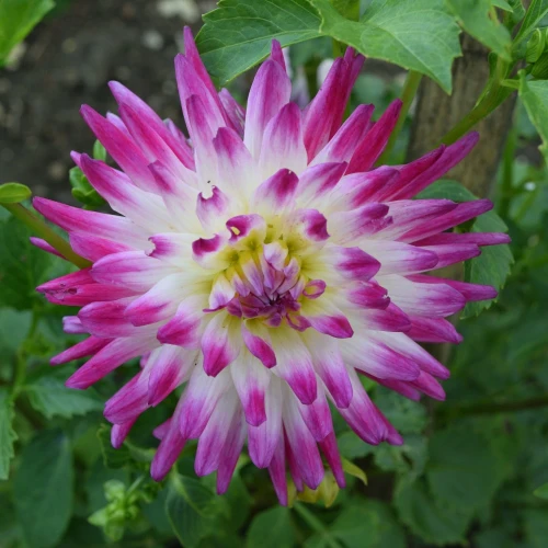 dalia-veritable.webp