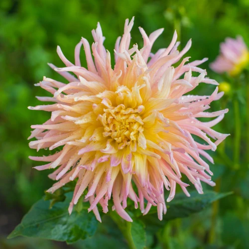 dalia-alfred-grille.webp