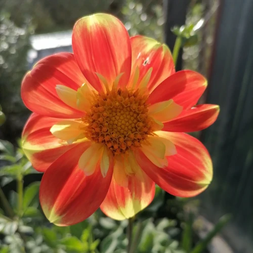dalia-pooh.webp