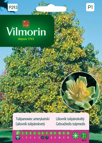 tulipanowiec-amerykański.webp