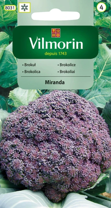 brokuł-miranda.webp