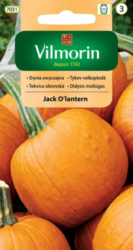 dynia-jack-olantern.webp
