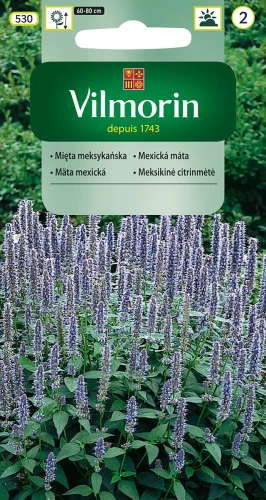 mięta-meksykańska.webp