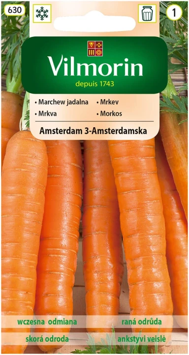 marchew-amsterdam-3.webp