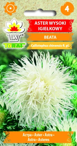 Aster-igiełkowy-wysoki-BEATA.webp