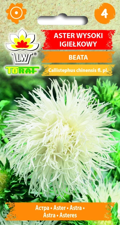 Aster-igiełkowy-wysoki-BEATA.webp