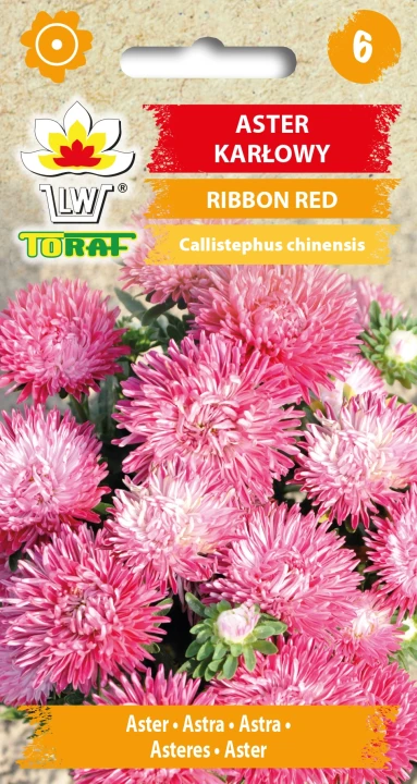 Aster-karłowy-RIBBON-RED.webp