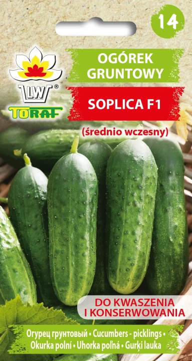 Ogórek-gruntowy-SOPLICA.webp