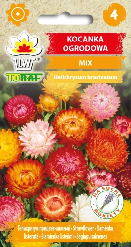 Kocanka-ogrodowa-MIX.webp