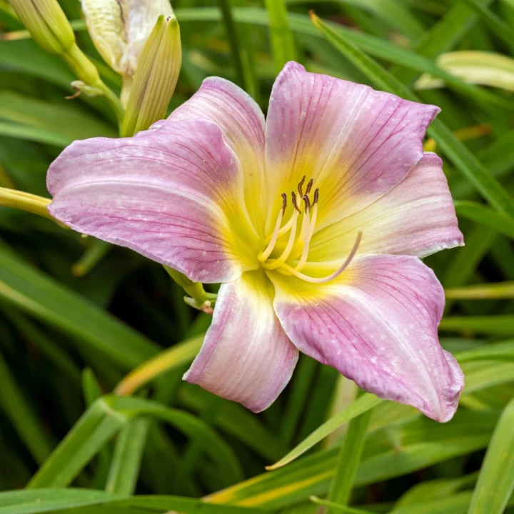 liliowiec-catherine-woodbury.webp