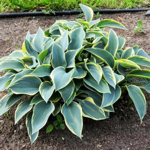 funkia-hosta-aureomarginata.webp