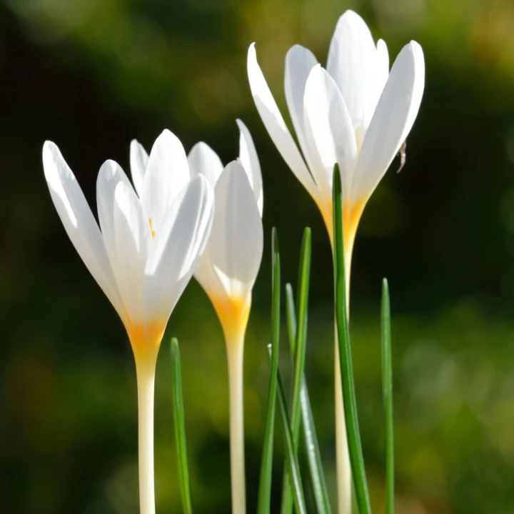 krokus-jesienny-ochroleucus.webp