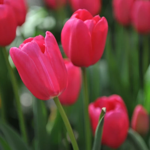 tulipan-rozowy.webp