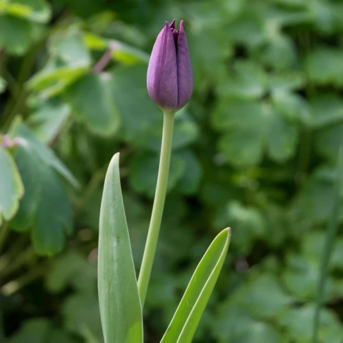 tulipan-niebieski.webp