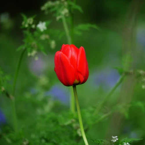 tulipan-czerwony.webp