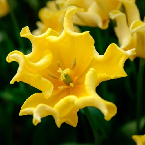 tulipan-coronet-yellow-crown.webp