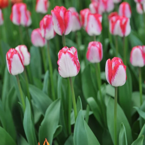 tulipan-just-kissed.webp