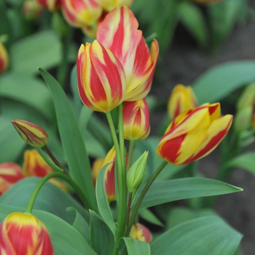 tulipan-bukietowy-antoinette.webp
