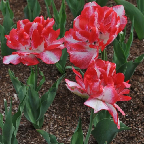 tulipan-cartouche.webp
