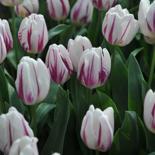 tulipan-flaming-flag.webp