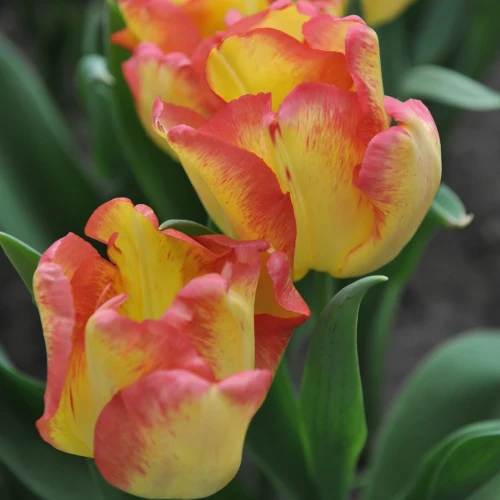 tulipan-cape-town.webp