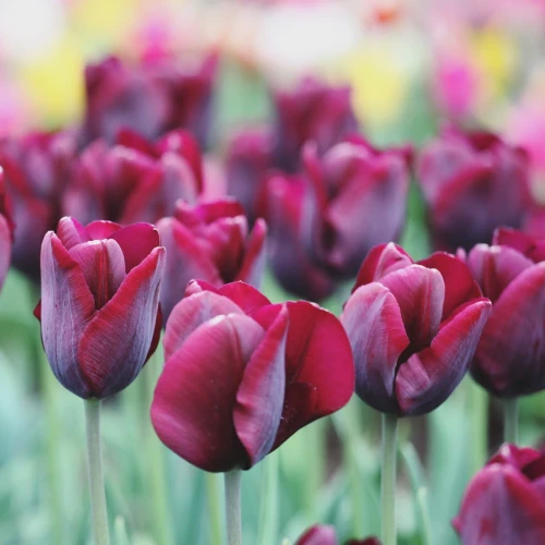 tulipan-triumph-ronaldo.webp