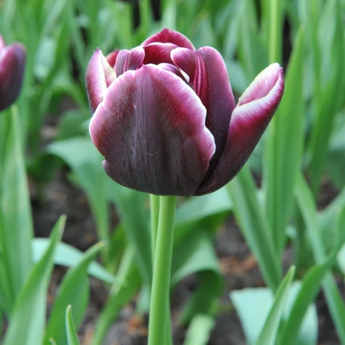 tulipan-jackpot.webp