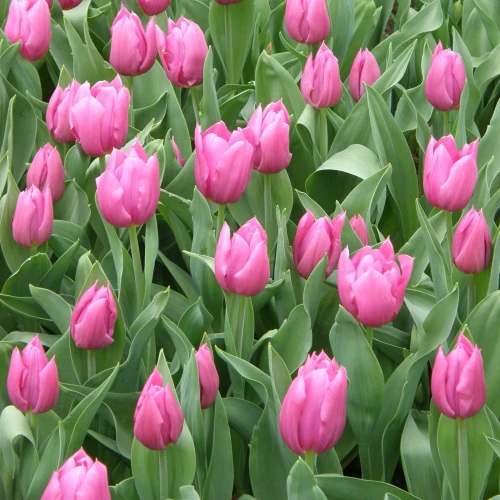 tulipan-lilac-cup.webp