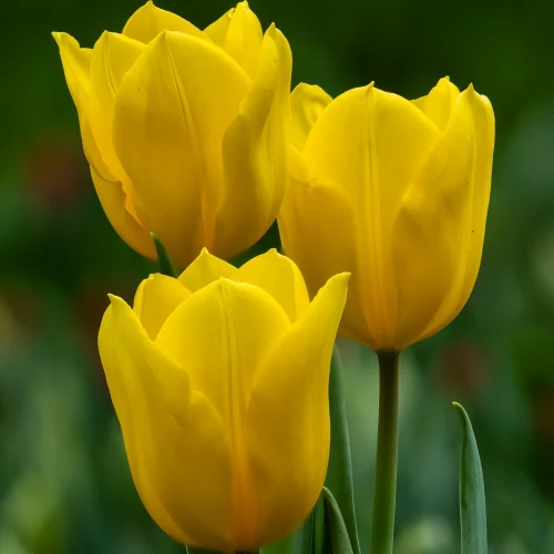 tulipan-yellow-flight.webp