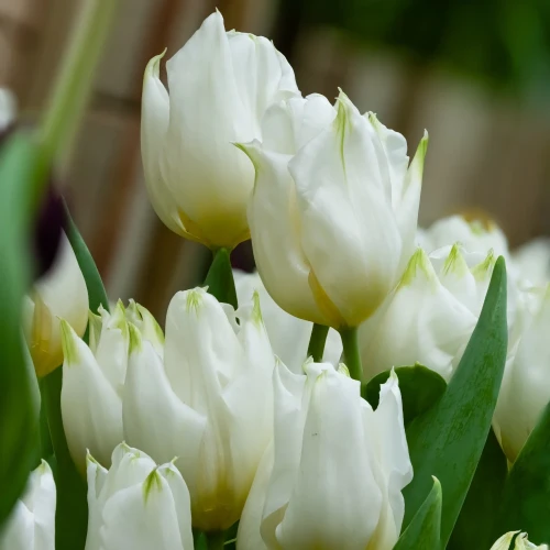 tulipan-agrass-white.webp