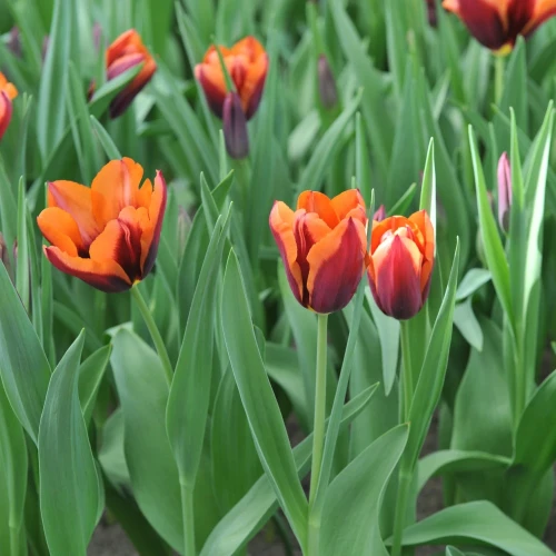 tulipan-muvota.webp