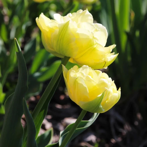 tulipan-verona.webp