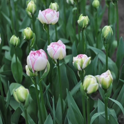 tulipan-double-touch.webp