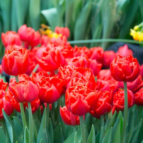 tulipan-czerwony-abba.webp